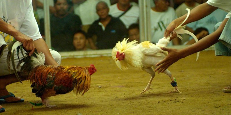 Đá Gà Cựa Dao - Thể Thức Đá Gà Sinh Tử Hấp Dẫn Nhất Hiện Nay 3 Sư kê sẽ để chiến kê khè nhau cho sung sức trước khi đá