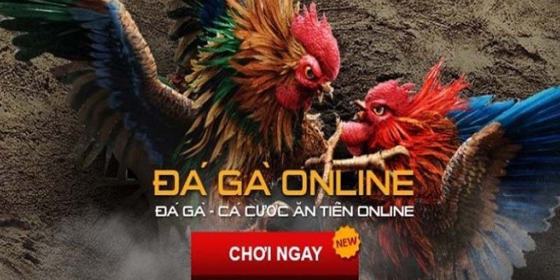 Game Đá Gà Online - Phong Cách Chơi Cá Cược Siêu Cuốn Hút 1 Game đá gà online - Hình thức cá cược giải trí được nhiều anh em tham gia